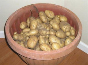 How to store potatoes