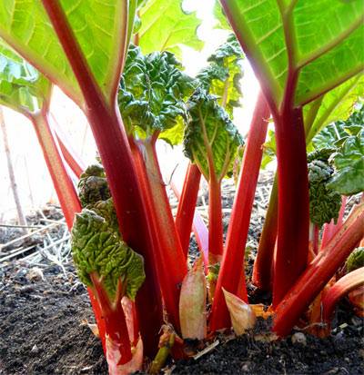 How do you take care of rhubarb in the off season? | Outdoor Tips and ...