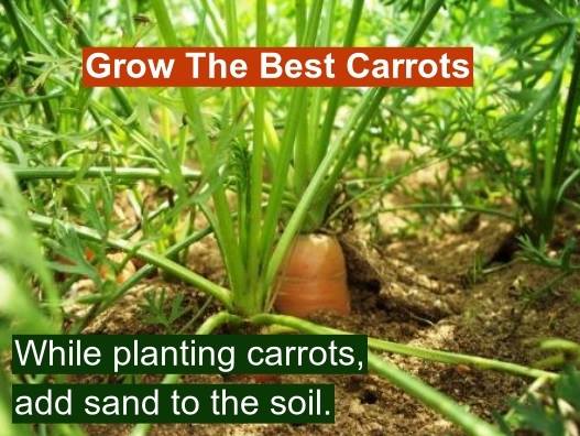 Grow The Best Carrots | Outdoor Tips and Tricks