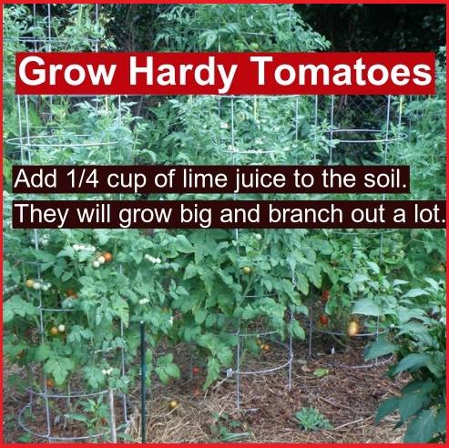 Grow Hardy Tomatoes | Outdoor Tips and Tricks